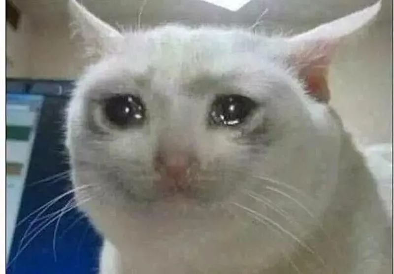cat1