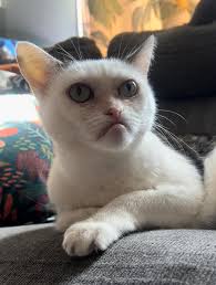 cat2