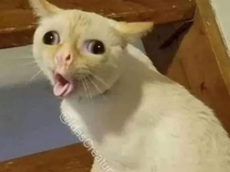 cat3