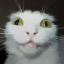 cat4