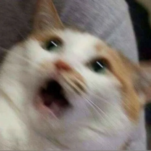 cat5
