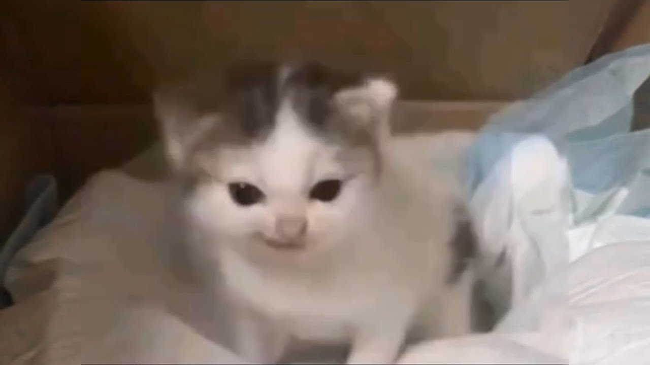 cat6